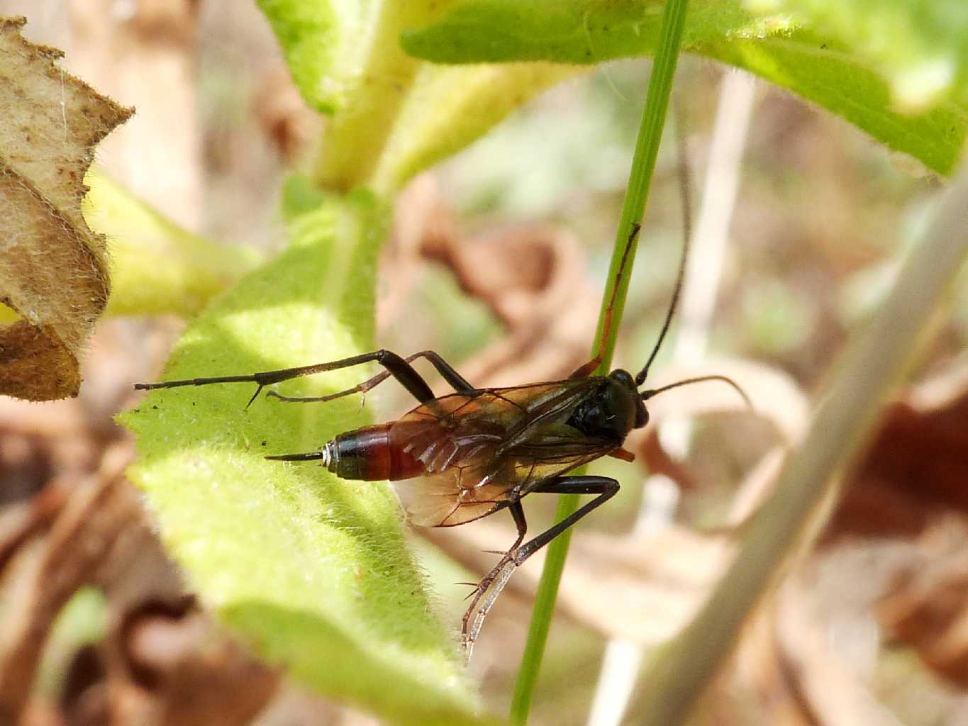 Ichneumonidae che somigliava ad un Pompilidae